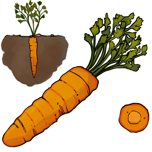 Avatar n°zanahoria